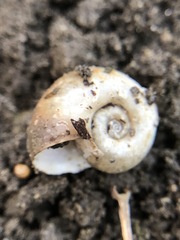 Planorbarius corneus