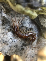 Lithobius forficatus