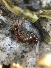 Lithobius forficatus