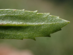 Tetraselago longituba