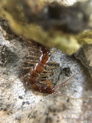Lithobius forficatus