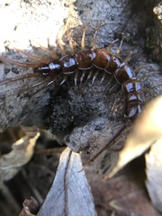 Lithobius forficatus