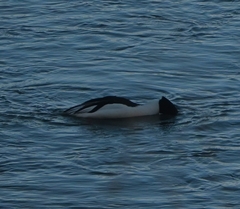 Mergus merganser
