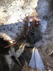 Lithobius forficatus