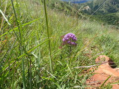 Tetraselago longituba