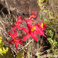 Epidendrum × obrienianum