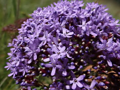 Tetraselago longituba