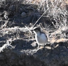 Pseudopodoces humilis
