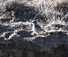 Pseudopodoces humilis