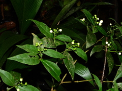 Rudgea cornifolia