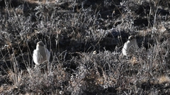 Pseudopodoces humilis