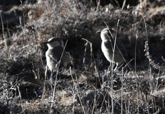 Pseudopodoces humilis