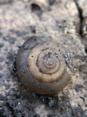 Gastropoda