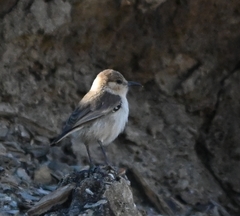Pseudopodoces humilis