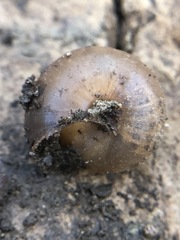 Gastropoda