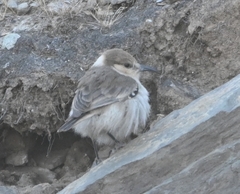 Pseudopodoces humilis