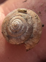 Gastropoda