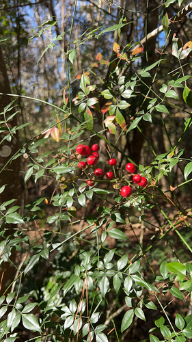 Nandina domestica image