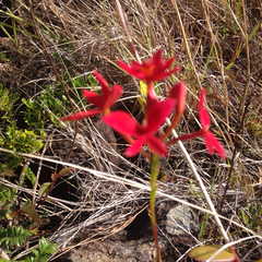 Epidendrum × obrienianum