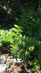 Lithospermum helleri