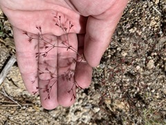 Sidotheca caryophylloides