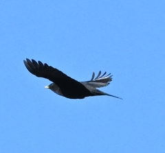 Turdus maximus