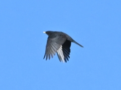 Turdus maximus