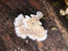 Schizophyllum commune