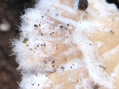 Schizophyllum commune