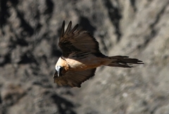 Gypaetus barbatus