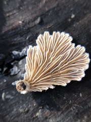 Schizophyllum commune