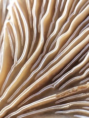 Schizophyllum commune