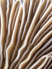 Schizophyllum commune