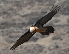 Gypaetus barbatus