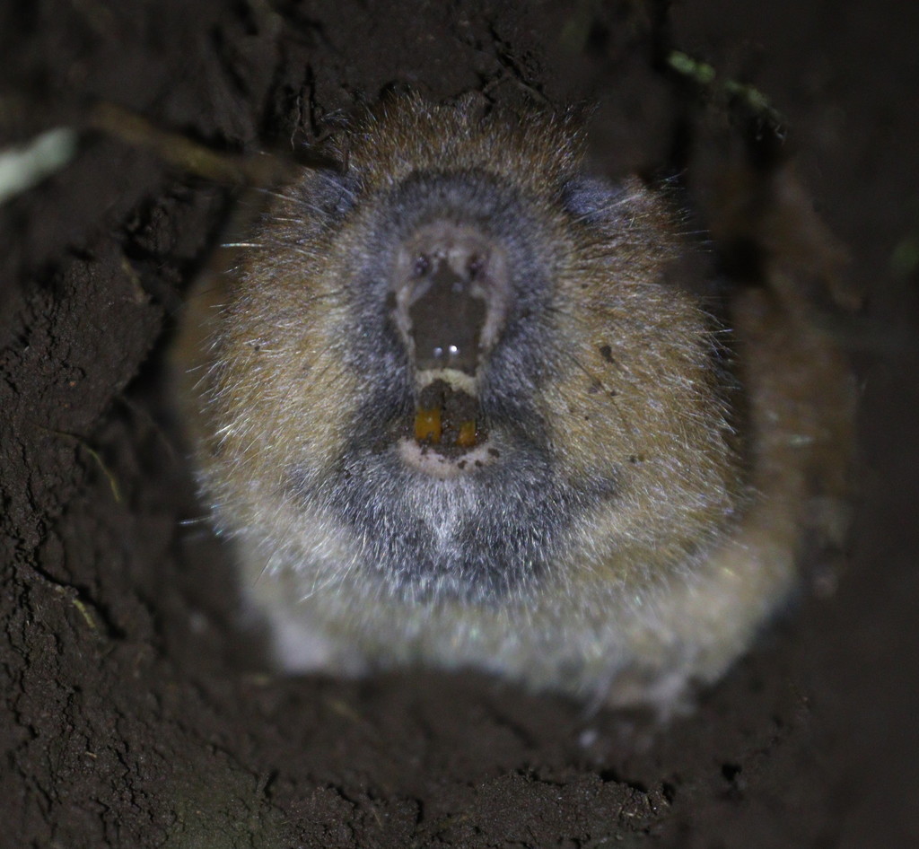 East African Mole Rat