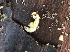 Insecta