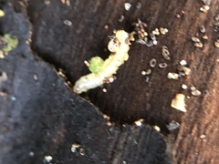 Insecta