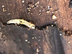 Insecta
