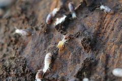 Termes hispaniolae