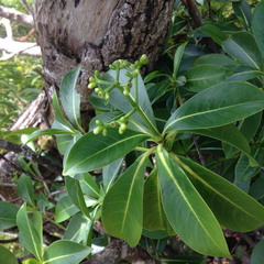 Psychotria mariniana