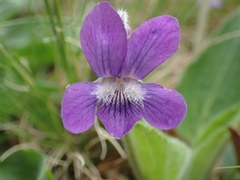 Viola fimbriatula