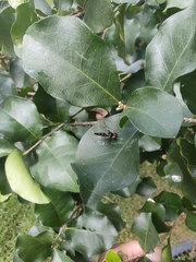 Ocyptamus gastrostactus