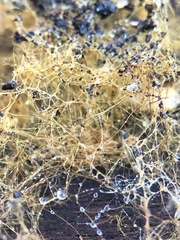Fungi