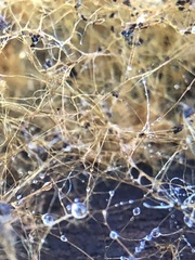 Fungi