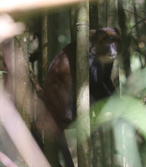 Cercopithecus mitis kolbi