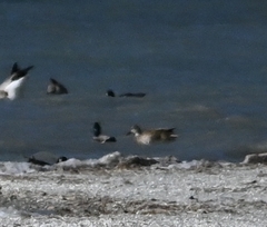 Sibirionetta formosa