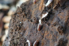 Termes hispaniolae