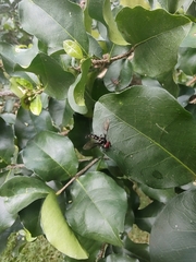 Ocyptamus gastrostactus