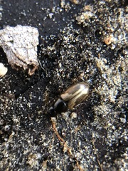 Coleoptera