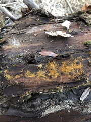 Fungi